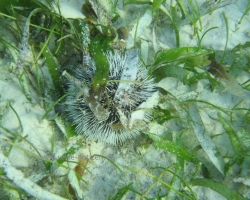 2010 New York - Panama - Costa Rica - Nicaragua &raquo; San Blas